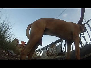 A Guy Fucking A Dog Porn