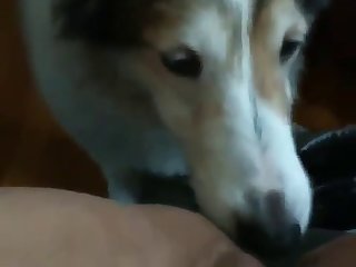 Inocente Zoofilia