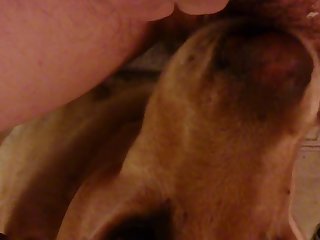 Dog Cries Porn