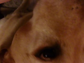 Dog Cries Porn