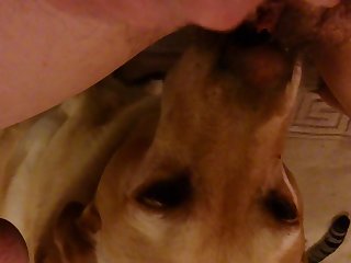 Dog Cries Porn