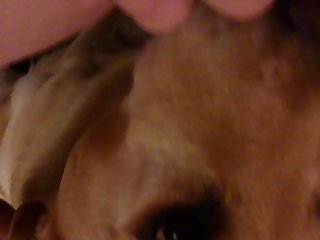 Dog Cries Porn
