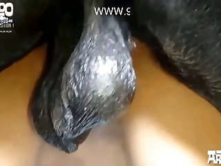 Zoofilia Negra