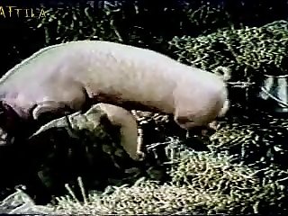 Dog Six Porn