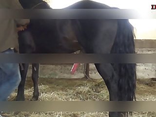 Teen Dog Handjob Porn