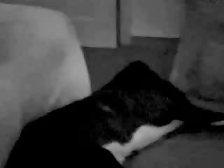 Man Fucking Male Dog Porn