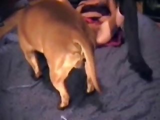 Dog Homemade Porn