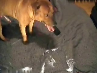 Dog Homemade Porn
