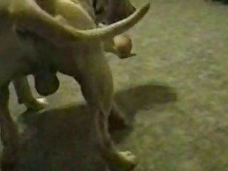 Gay Horse Dick Porn