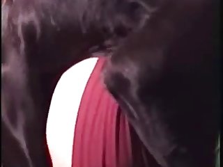 Girl Fucks Horse Cock Porn