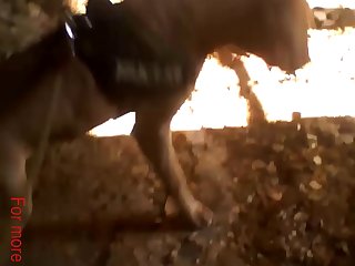 Teen Orgasm Dog Fuck