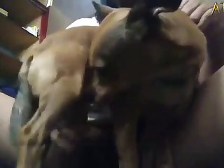 Animal Orgasms Porn