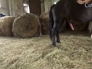 Animal Cartoon Porn