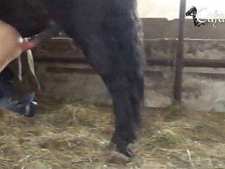 Animal Porn Videos Download