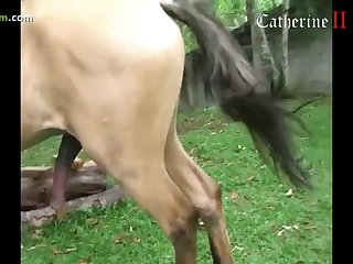 What Is Animal Revenge Porn