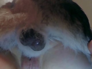 Man Fuck Dog Cum Gif