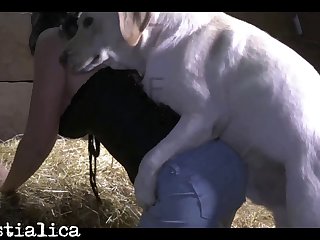 Free Porn Animal Xvideos