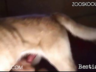 Animal Hentai Porn Comic