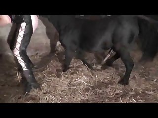 Animal Hen Porn