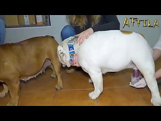 Zoofilia Caballo Porno