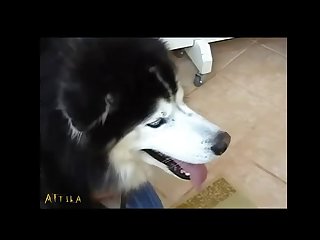 Zoofilia Teenn