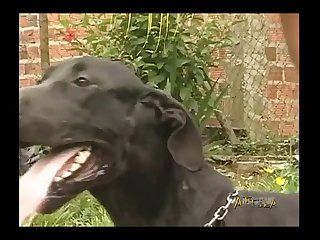 Animacao Zoofilia