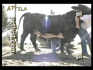Porno Zoofilia Skool