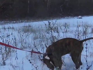 Zoofilia Perros
