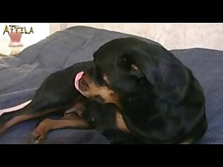 Relatos Incesto Zoofilia