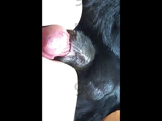 Dog Fuck Daughter Porn