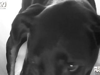 Zoo Porn Men Fuck Dog