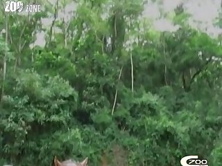 Besos Zoofilia