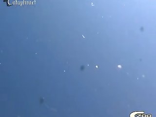 Zoofilia Porno Mono