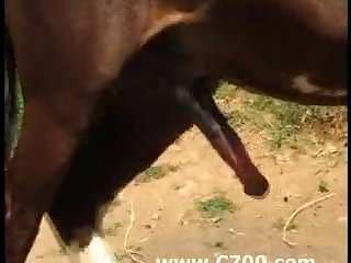 Zoofilia Estrema Sex