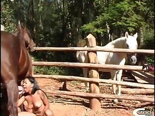 Semen De Caballo Zoofilia